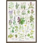 Poster Herbs A2 