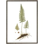 Art Print Common Polypody A2