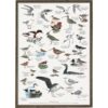 Poster Coastal Birds A2