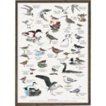 Poster Coastal Birds A2