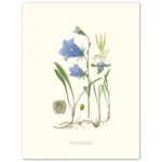 Poster Bluebell 30x40