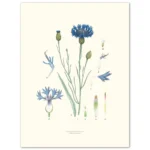 Poster Cornflower 30x40