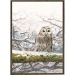 Art Print Tawny Owl A4