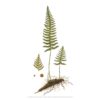 Art Print Common Polypody A2 - Image 3