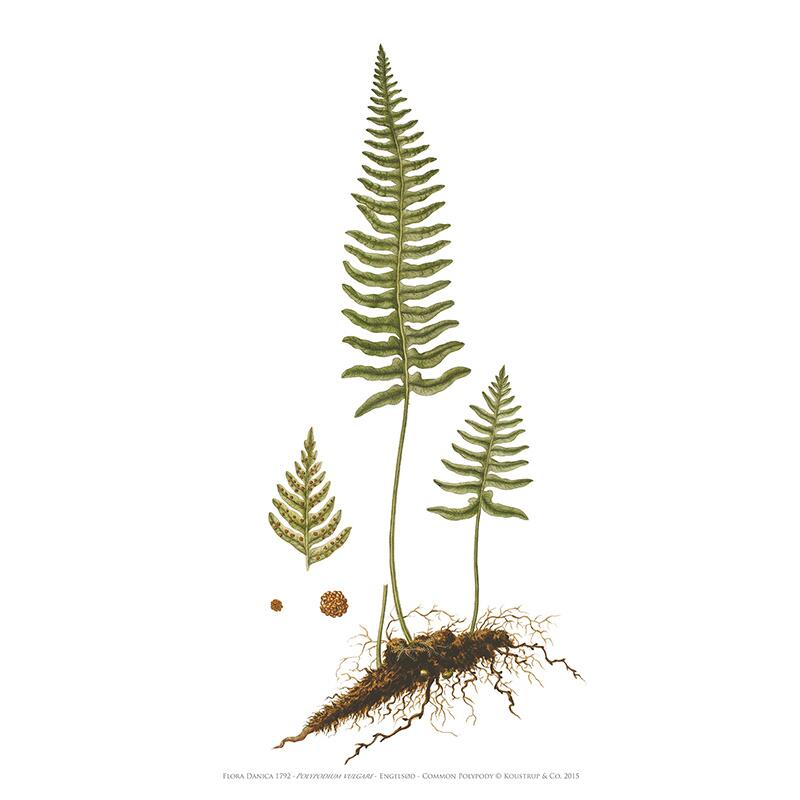 Art Print Common Polypody A2 - Image 3