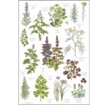 Organic Tea Towel Herbs