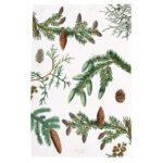 Organic Tea Towel Pine Trees