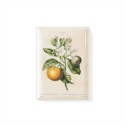 Magnet Lemon