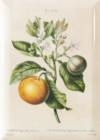 Magnet Lemon - Image 2